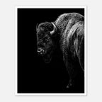 Black and white portrait of an American bison standing in profile against a dark background, western wildlife wall art poster.