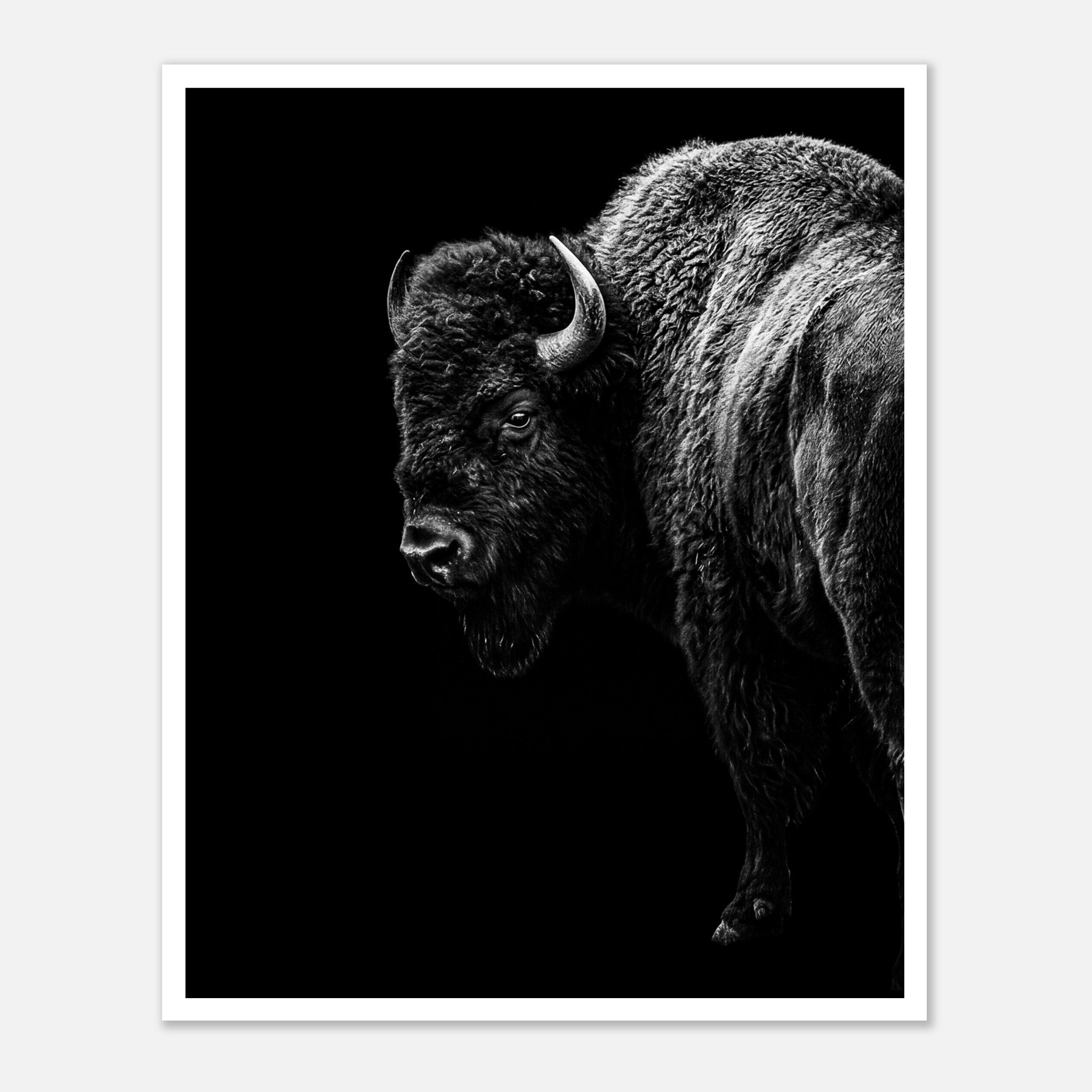 Black and white portrait of an American bison standing in profile against a dark background, western wildlife wall art poster.