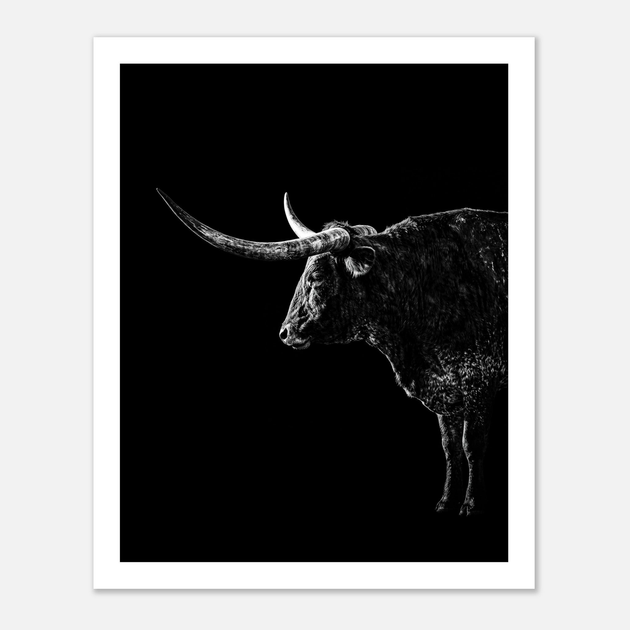 Black and white portrait of a Texas Longhorn with large sweeping horns emerging from darkness, western ranch wall art poster.