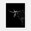 Black and white portrait of a Texas Longhorn with large sweeping horns emerging from darkness, western ranch wall art poster.