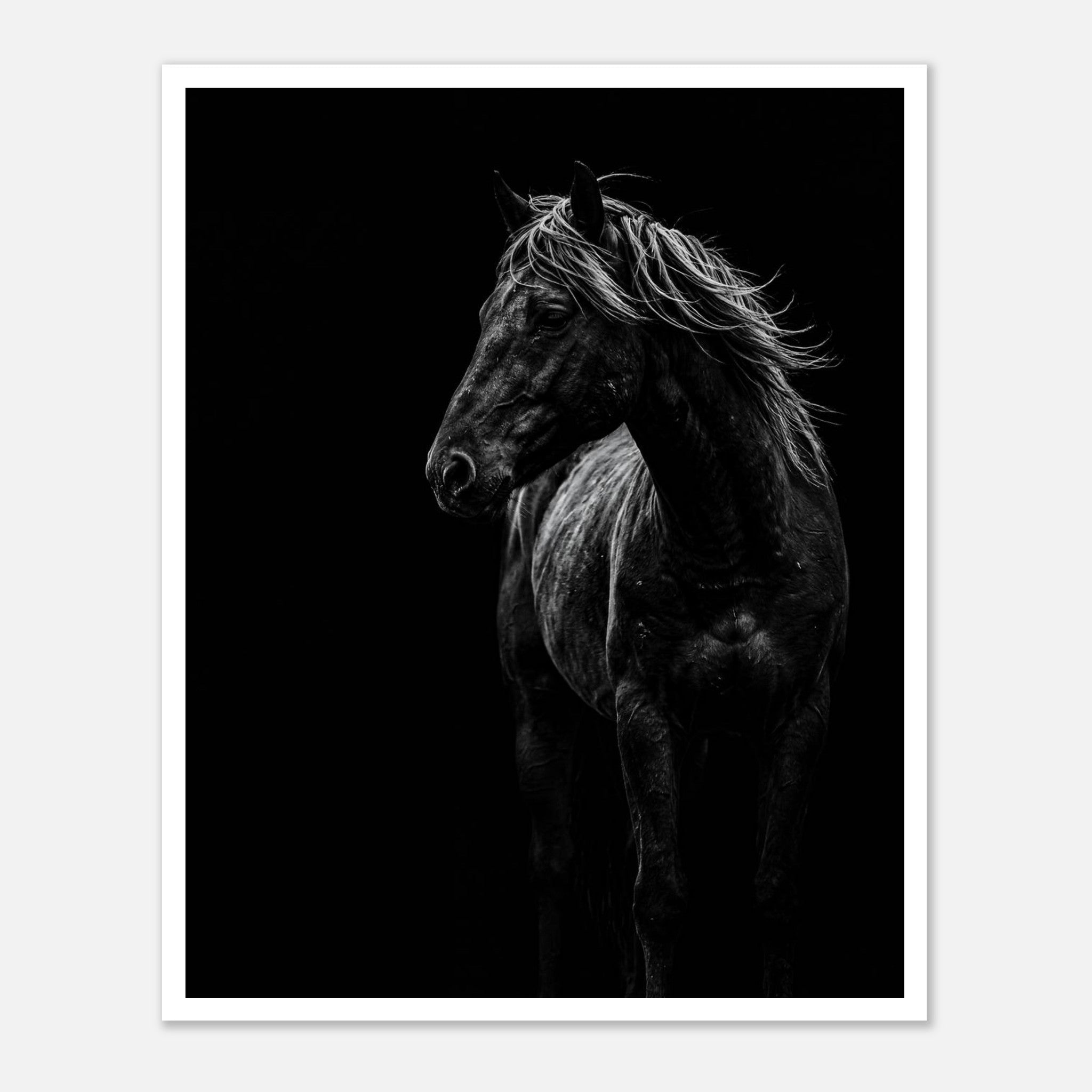 Black and white portrait of a wild stallion with flowing mane emerging from darkness, western horse wall art poster.
