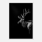 Black and white portrait of a bull elk with large antlers emerging from darkness, western wildlife wall art poster.