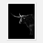 Black and white portrait of a Texas Longhorn with large sweeping horns emerging from darkness, western ranch wall art poster.