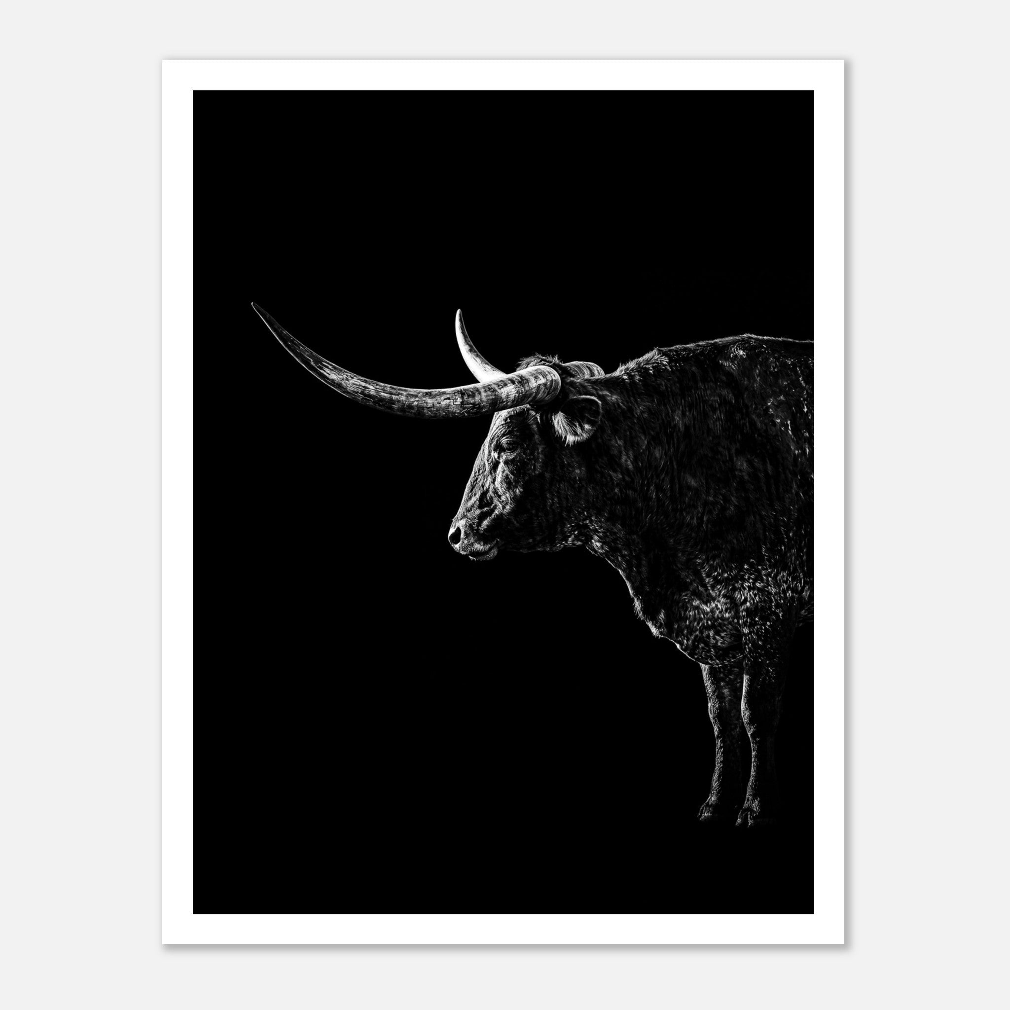 Black and white portrait of a Texas Longhorn with large sweeping horns emerging from darkness, western ranch wall art poster.