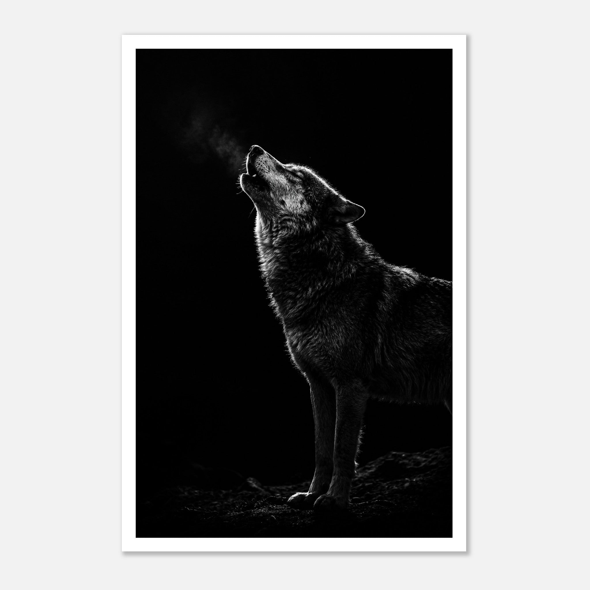 Black and white photograph of a wolf howling into the night with visible breath in cold air, wildlife wall art poster.