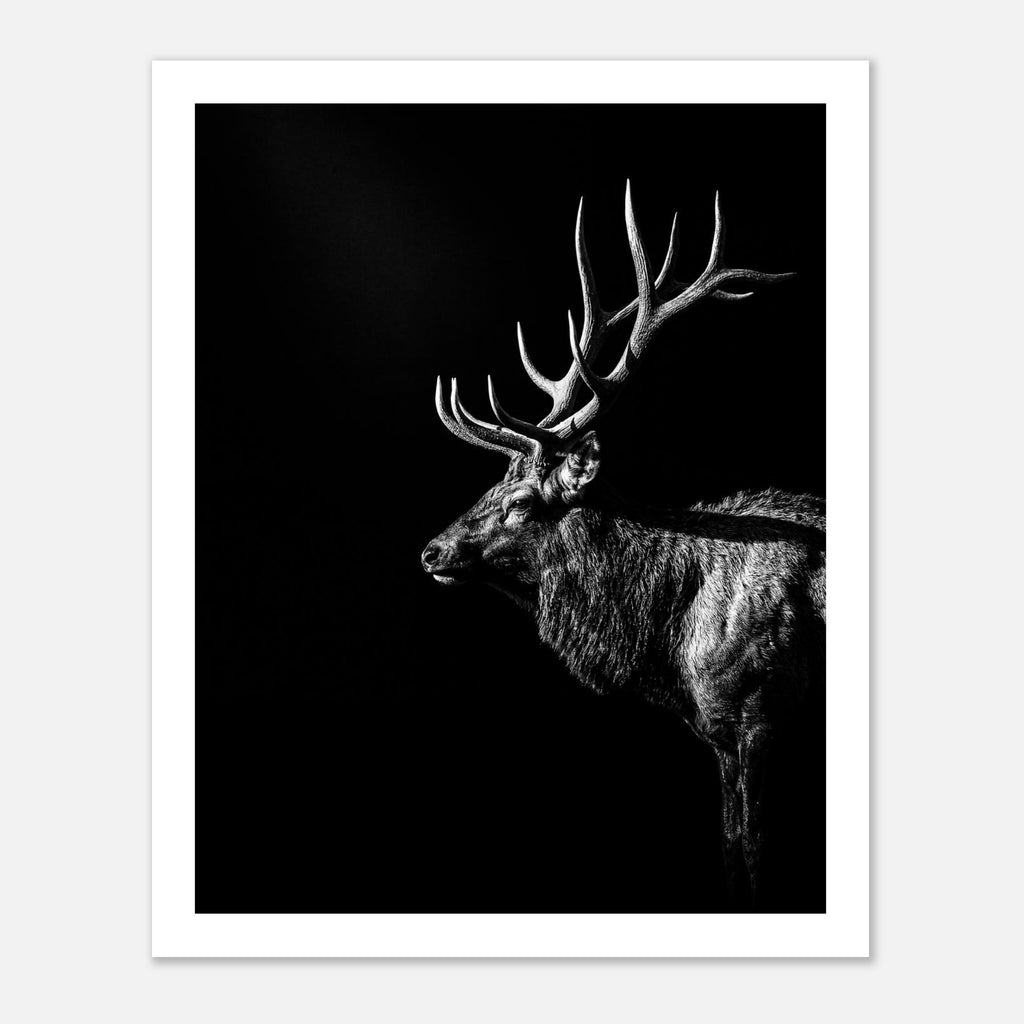 Black and white portrait of a bull elk with large antlers emerging from darkness, western wildlife wall art poster.