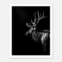 Black and white portrait of a bull elk with large antlers emerging from darkness, western wildlife wall art poster.