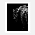 Black and white portrait of an American bison standing in profile against a dark background, western wildlife wall art poster.