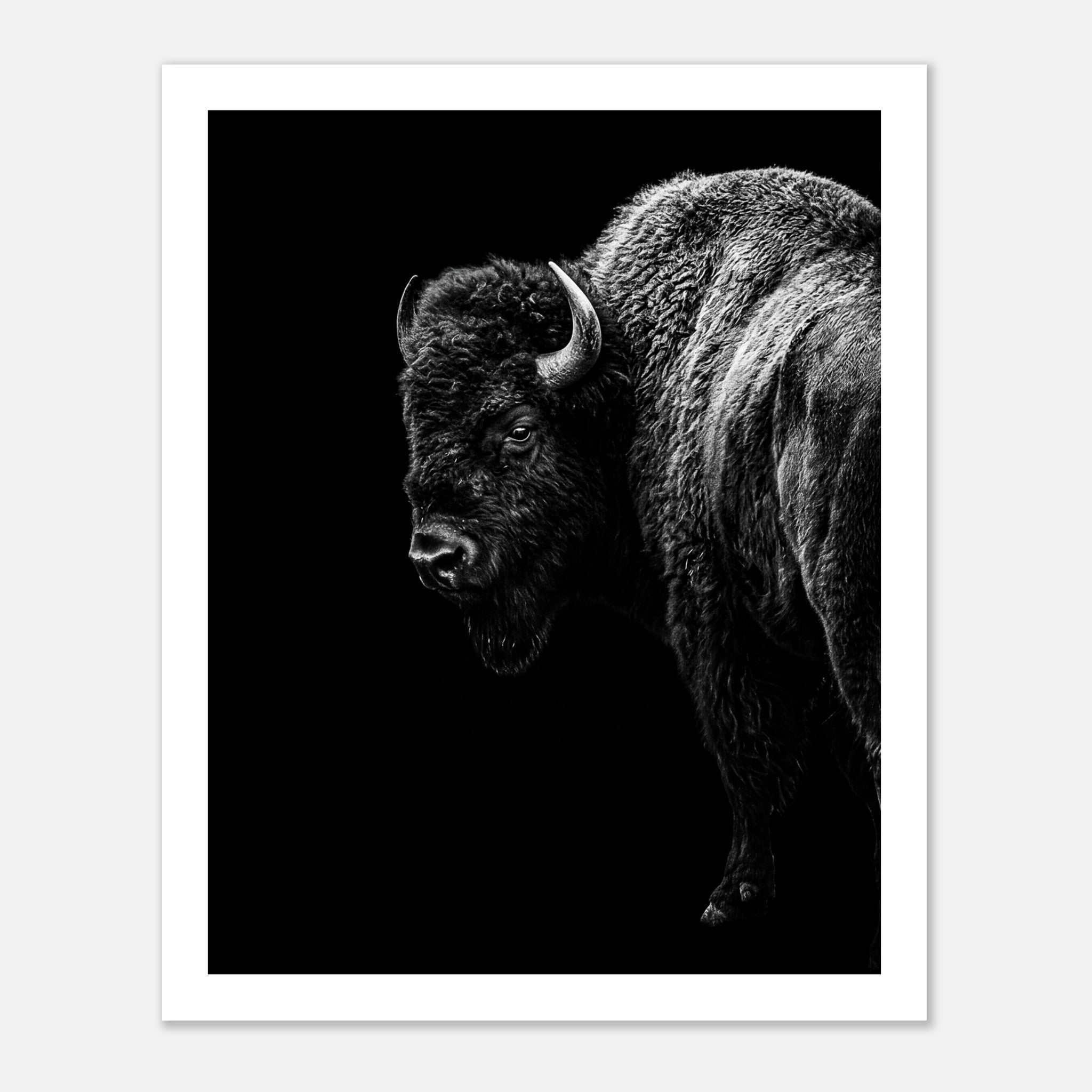 Black and white portrait of an American bison standing in profile against a dark background, western wildlife wall art poster.