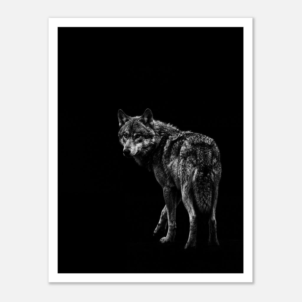 Black and white portrait of a lone wolf standing in shadow looking toward the viewer, wildlife wall art poster.