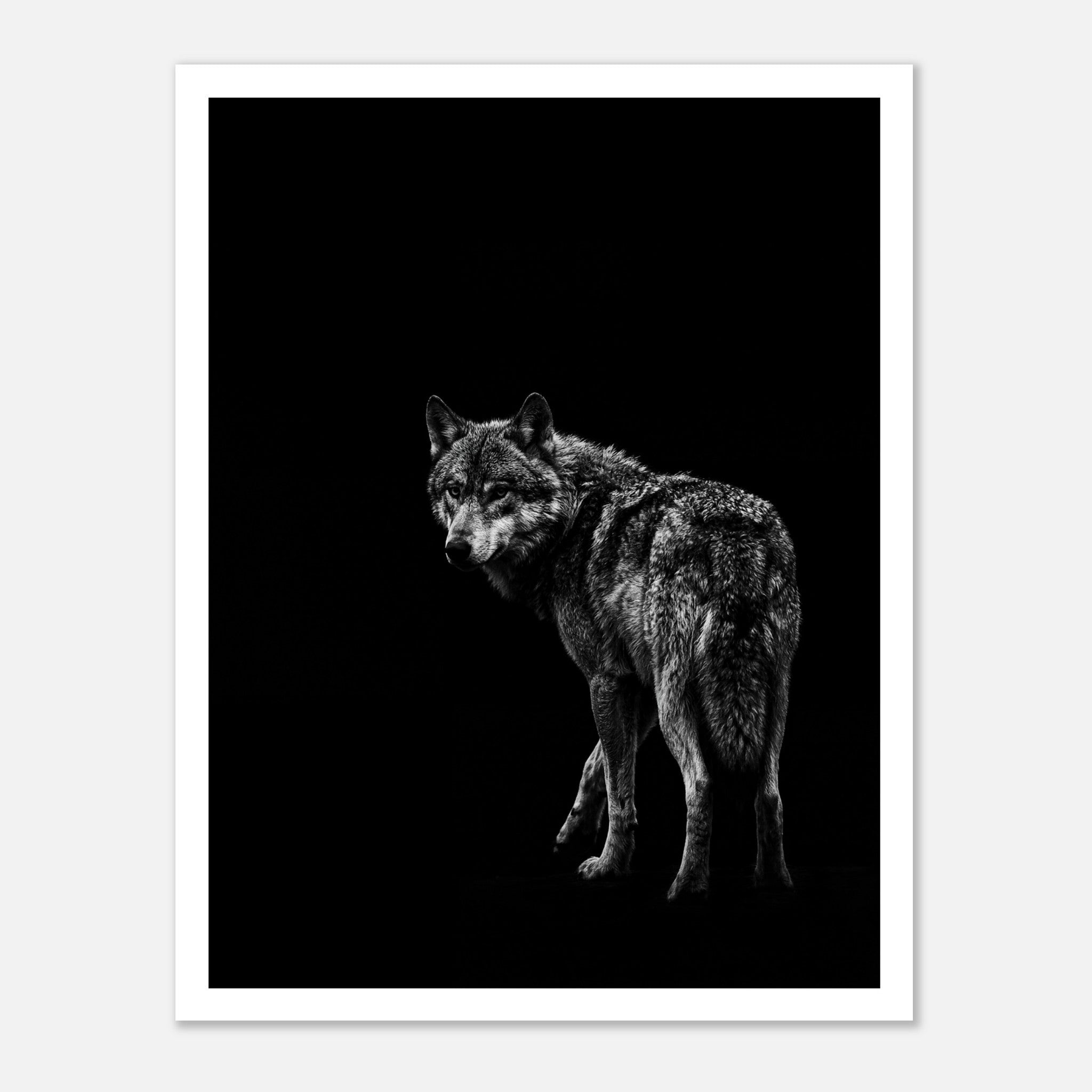 Black and white portrait of a lone wolf standing in shadow looking toward the viewer, wildlife wall art poster.