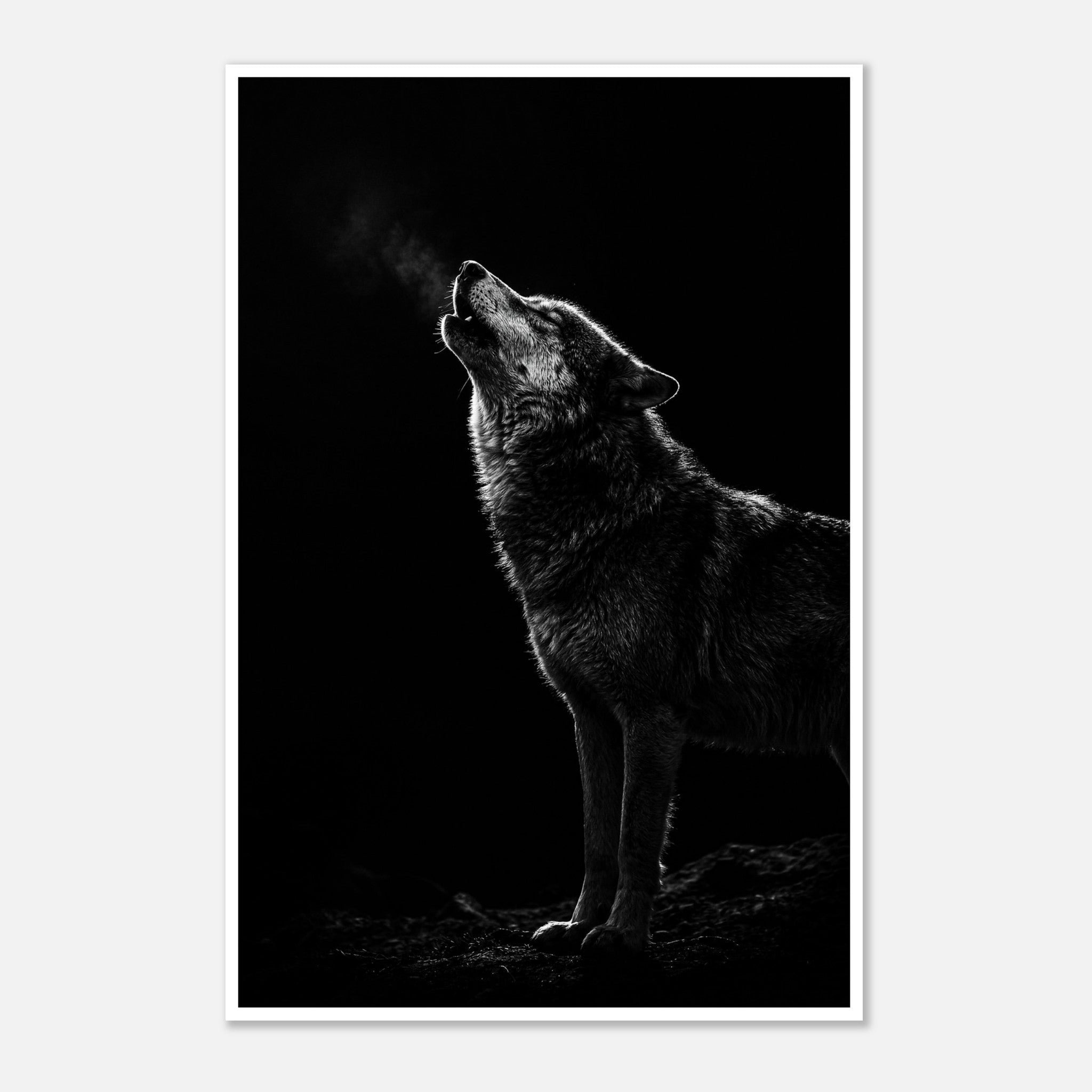 Black and white photograph of a wolf howling into the night with visible breath in cold air, wildlife wall art poster.