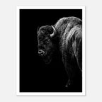 Black and white portrait of an American bison standing in profile against a dark background, western wildlife wall art poster.