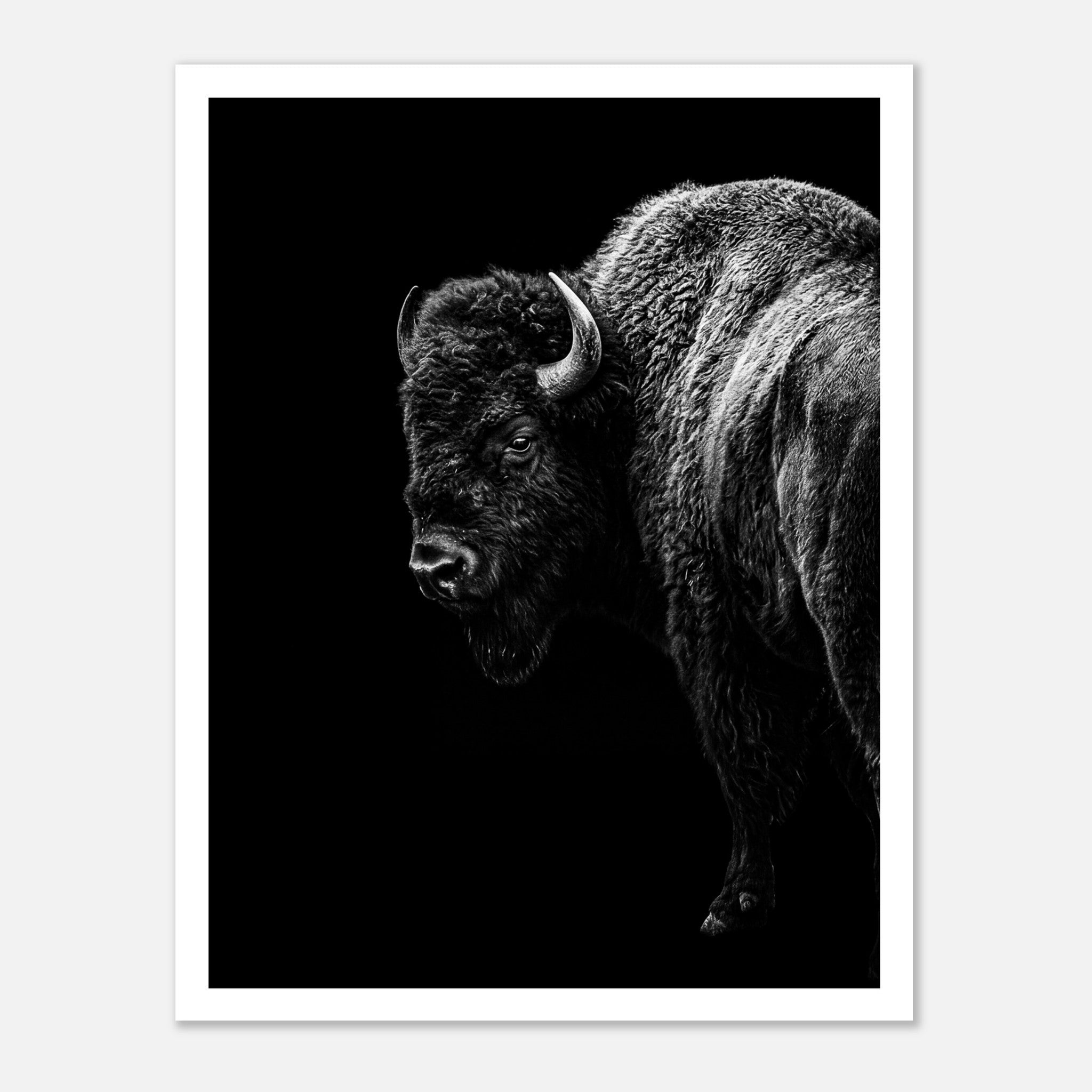 Black and white portrait of an American bison standing in profile against a dark background, western wildlife wall art poster.