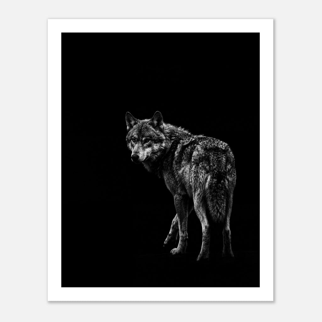 Black and white portrait of a lone wolf standing in shadow looking toward the viewer, wildlife wall art poster.