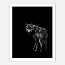 Black and white portrait of a lone wolf standing in shadow looking toward the viewer, wildlife wall art poster.