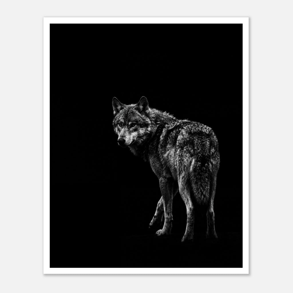Black and white portrait of a lone wolf standing in shadow looking toward the viewer, wildlife wall art poster.