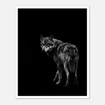 Black and white portrait of a lone wolf standing in shadow looking toward the viewer, wildlife wall art poster.