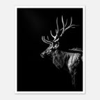 Black and white portrait of a bull elk with large antlers emerging from darkness, western wildlife wall art poster.