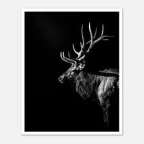 Black and white portrait of a bull elk with large antlers emerging from darkness, western wildlife wall art poster.