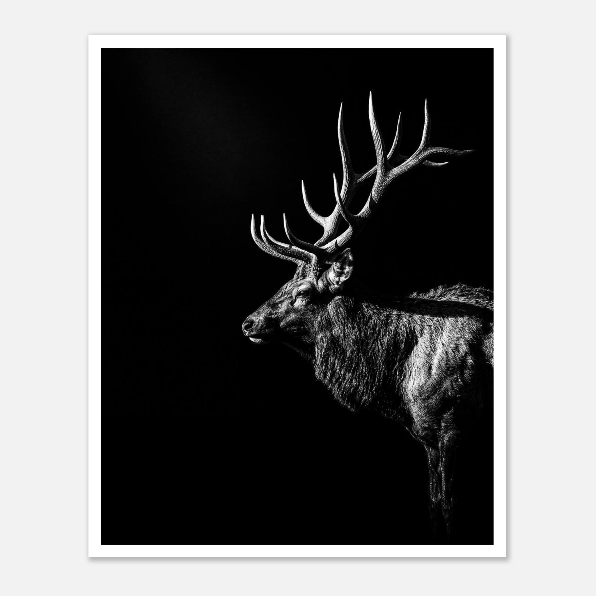 Black and white portrait of a bull elk with large antlers emerging from darkness, western wildlife wall art poster.
