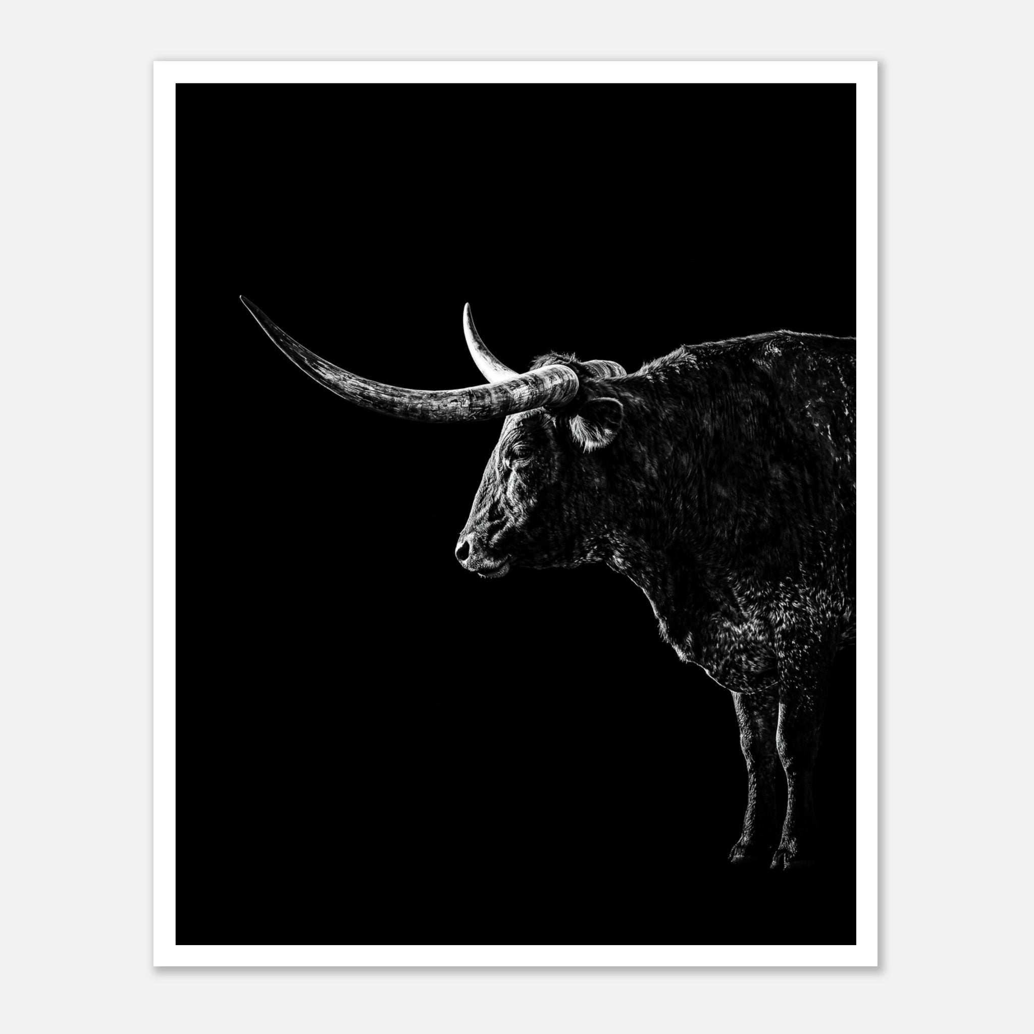 Black and white portrait of a Texas Longhorn with large sweeping horns emerging from darkness, western ranch wall art poster.