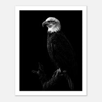 Black and white portrait of a bald eagle perched on a branch against a dark background, wildlife wall art poster.