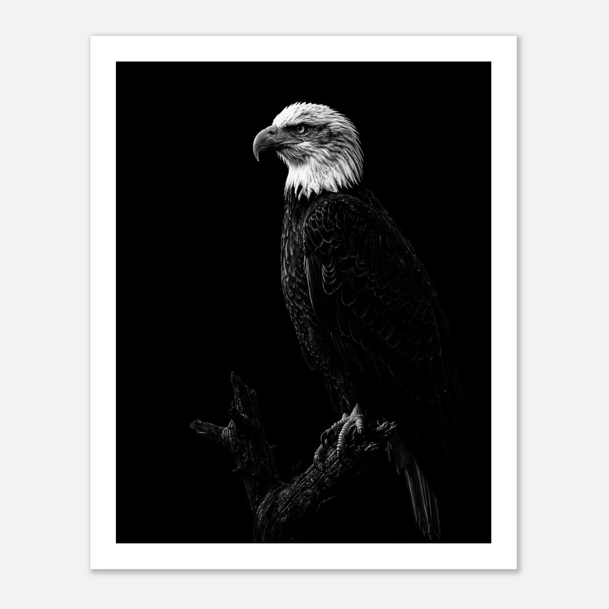 Black and white portrait of a bald eagle perched on a branch against a dark background, wildlife wall art poster.