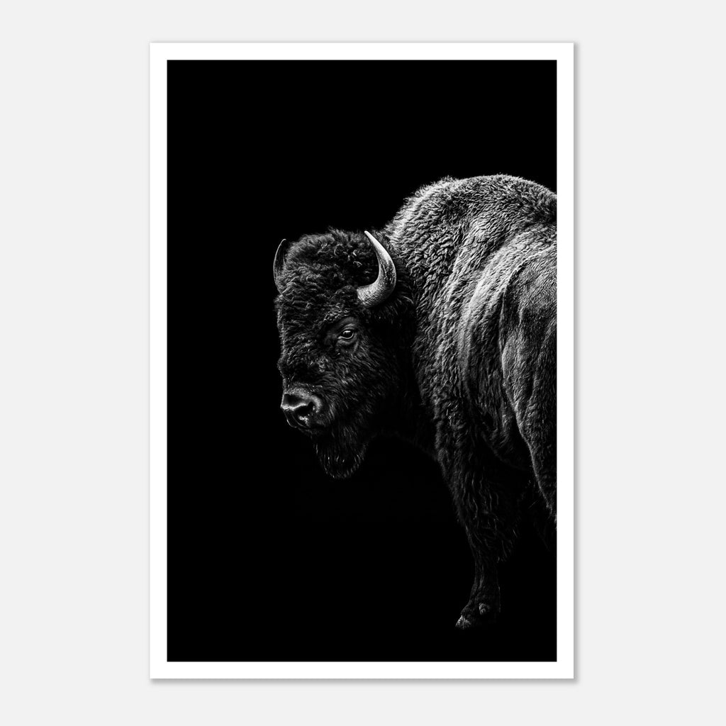 Black and white portrait of an American bison standing in profile against a dark background, western wildlife wall art poster.