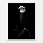 Black and white portrait of a bald eagle perched on a branch against a dark background, wildlife wall art poster.