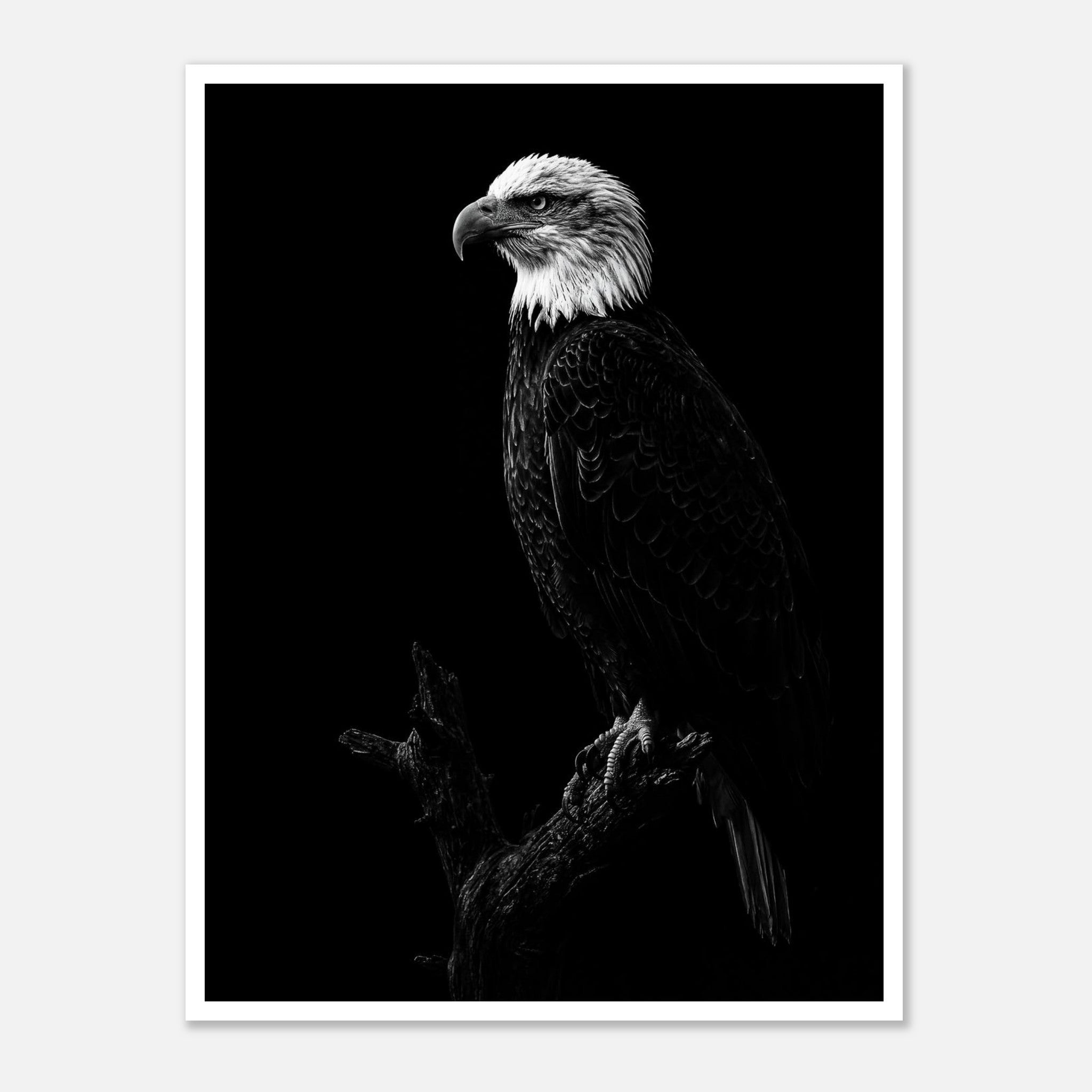 Black and white portrait of a bald eagle perched on a branch against a dark background, wildlife wall art poster.