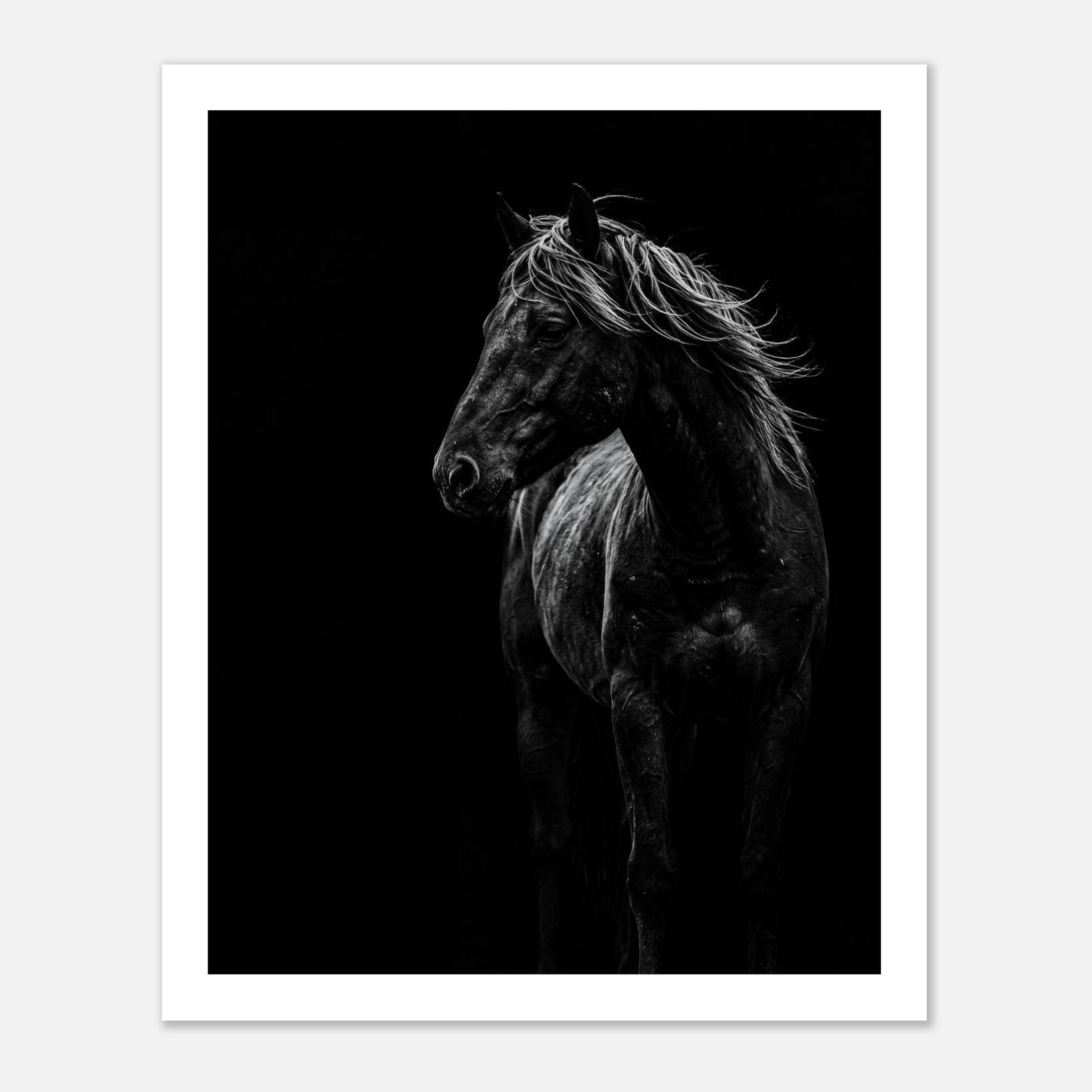 Black and white portrait of a wild stallion with flowing mane emerging from darkness, western horse wall art poster.