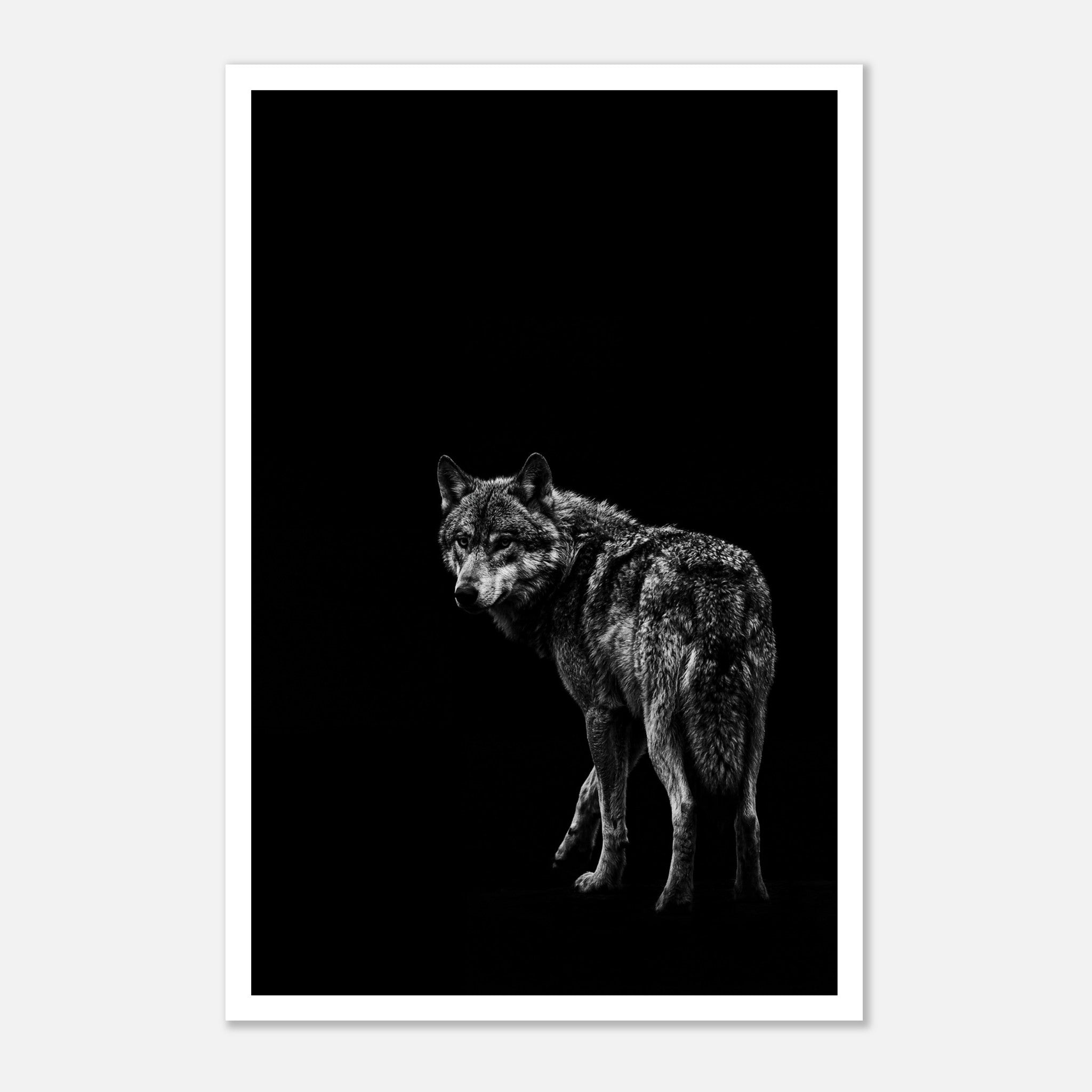 Black and white portrait of a lone wolf standing in shadow looking toward the viewer, wildlife wall art poster.