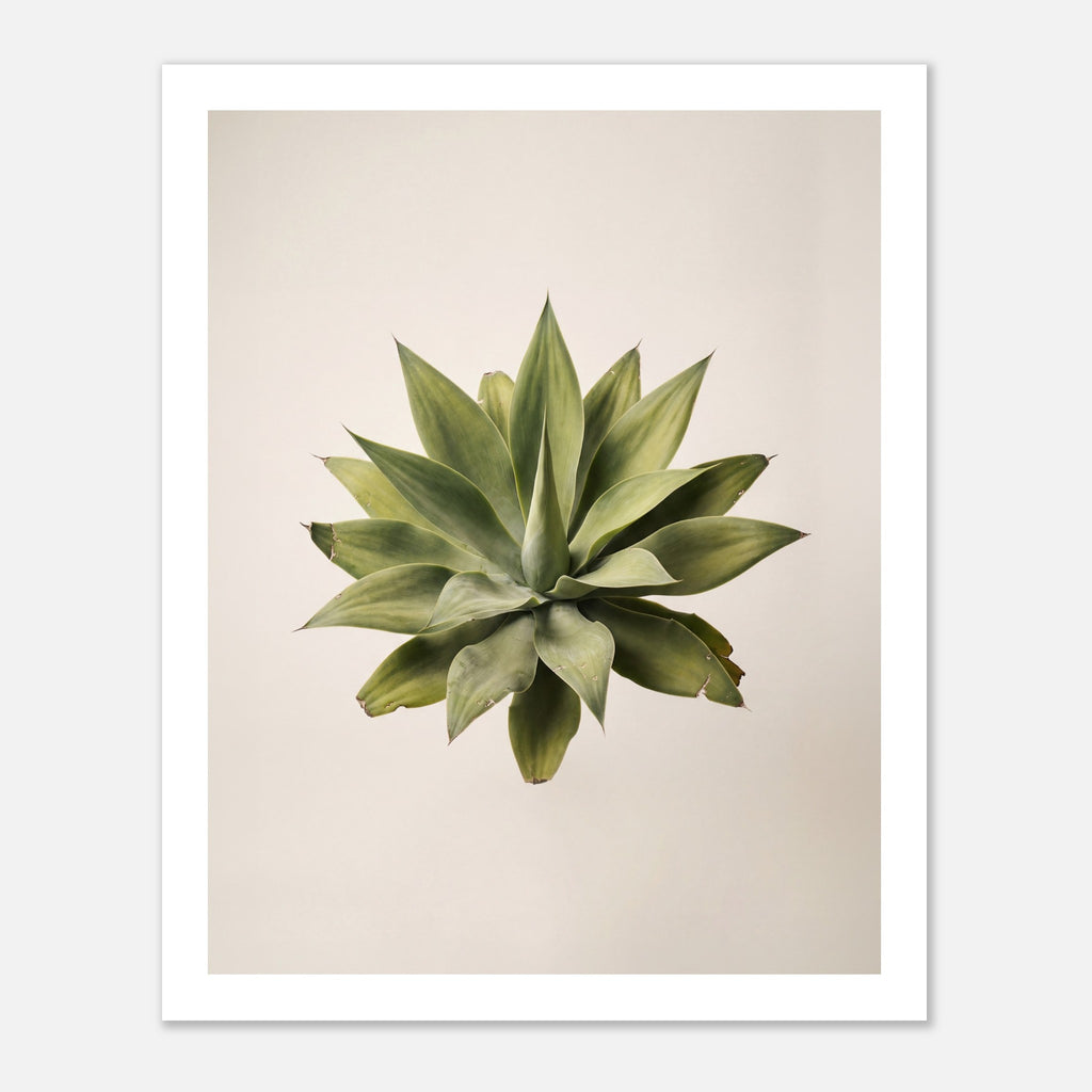 Top down view of an agave plant on a neutral background, minimalist desert wall art.