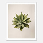 Top down view of an agave plant on a neutral background, minimalist desert wall art.