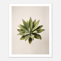 Top down view of an agave plant on a neutral background, minimalist desert wall art.