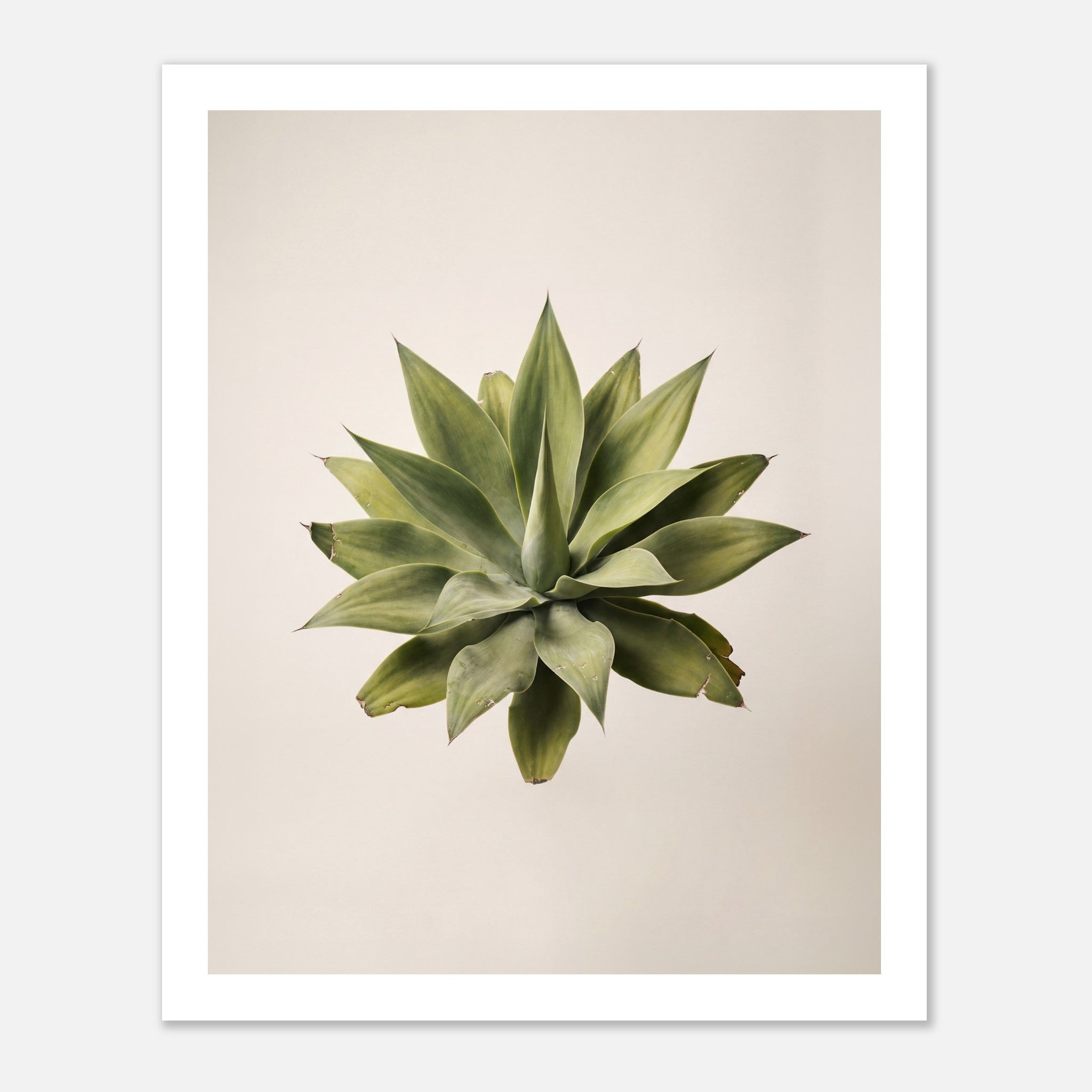 Top down view of an agave plant on a neutral background, minimalist desert wall art.