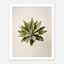 Top down view of an agave plant on a neutral background, minimalist desert wall art.