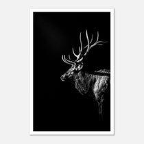 Black and white portrait of a bull elk with large antlers emerging from darkness, western wildlife wall art poster.