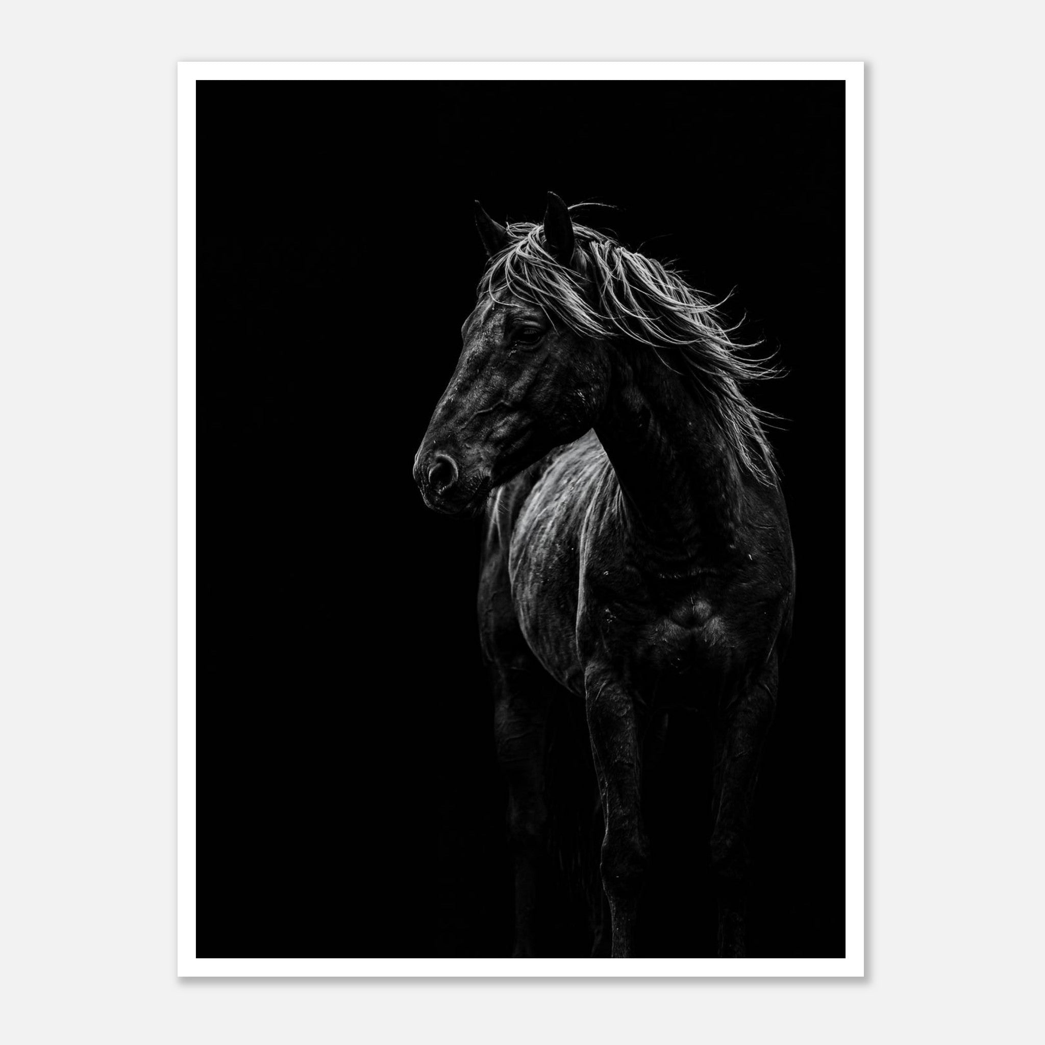 Black and white portrait of a wild stallion with flowing mane emerging from darkness, western horse wall art poster.