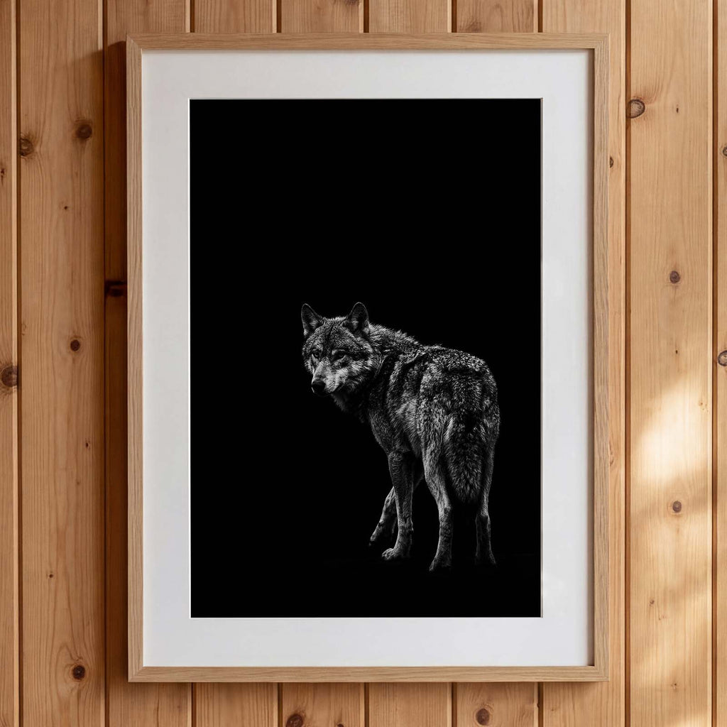 Black and white portrait of a lone wolf standing in shadow looking toward the viewer, wildlife wall art poster.