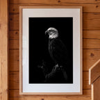 Black and white portrait of a bald eagle perched on a branch against a dark background, wildlife wall art poster.