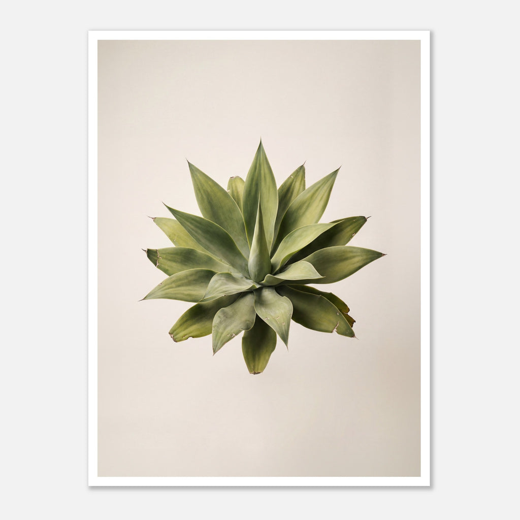 Top down view of an agave plant on a neutral background, minimalist desert wall art.