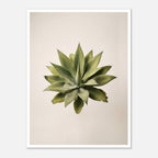 Top down view of an agave plant on a neutral background, minimalist desert wall art.