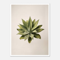 Top down view of an agave plant on a neutral background, minimalist desert wall art.