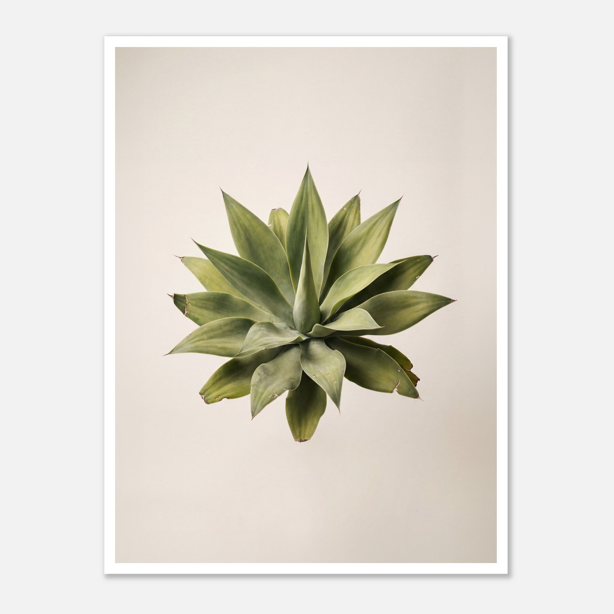 Top down view of an agave plant on a neutral background, minimalist desert wall art.