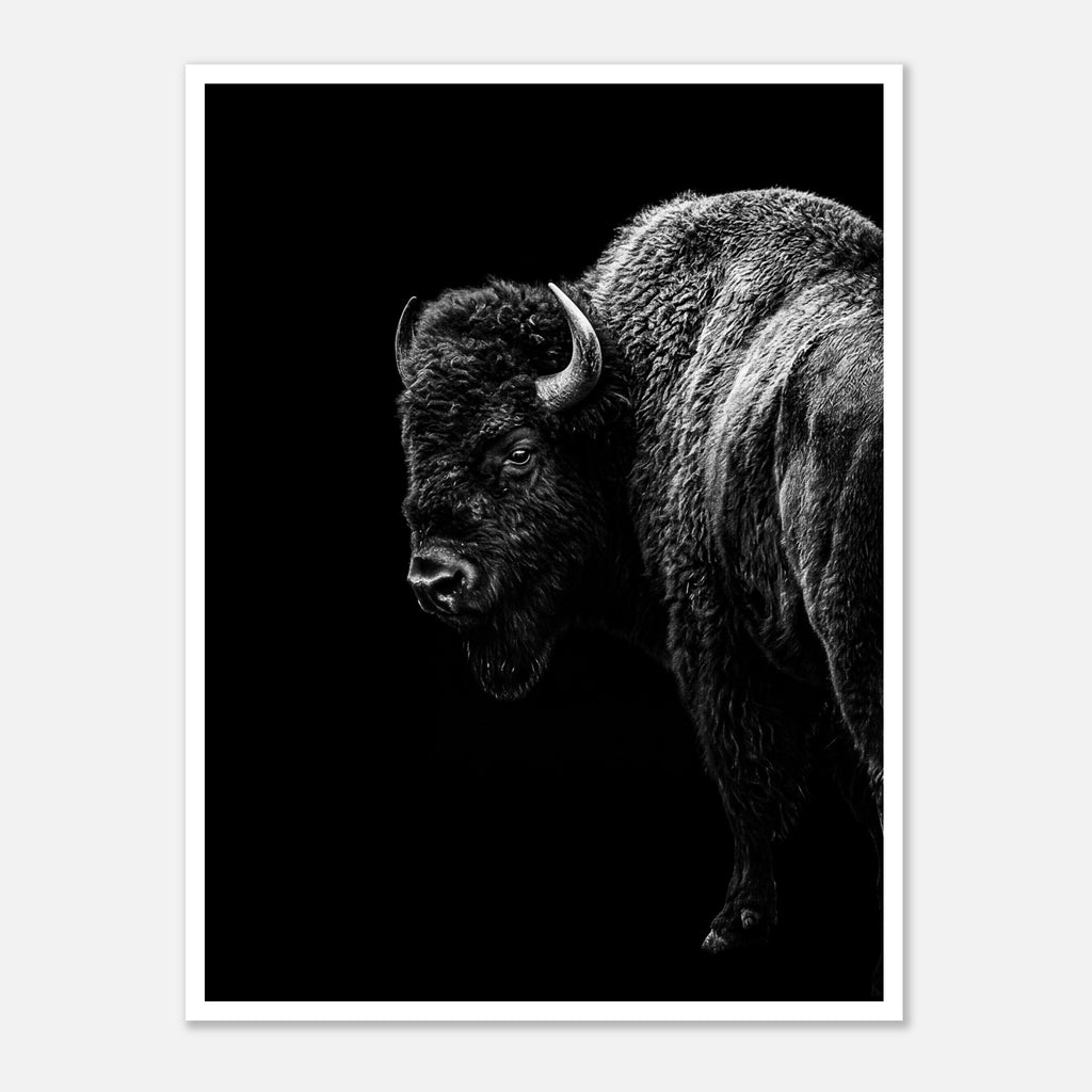 Black and white portrait of an American bison standing in profile against a dark background, western wildlife wall art poster.