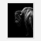 Black and white portrait of an American bison standing in profile against a dark background, western wildlife wall art poster.