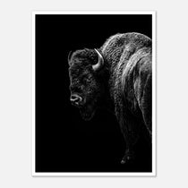 Black and white portrait of an American bison standing in profile against a dark background, western wildlife wall art poster.