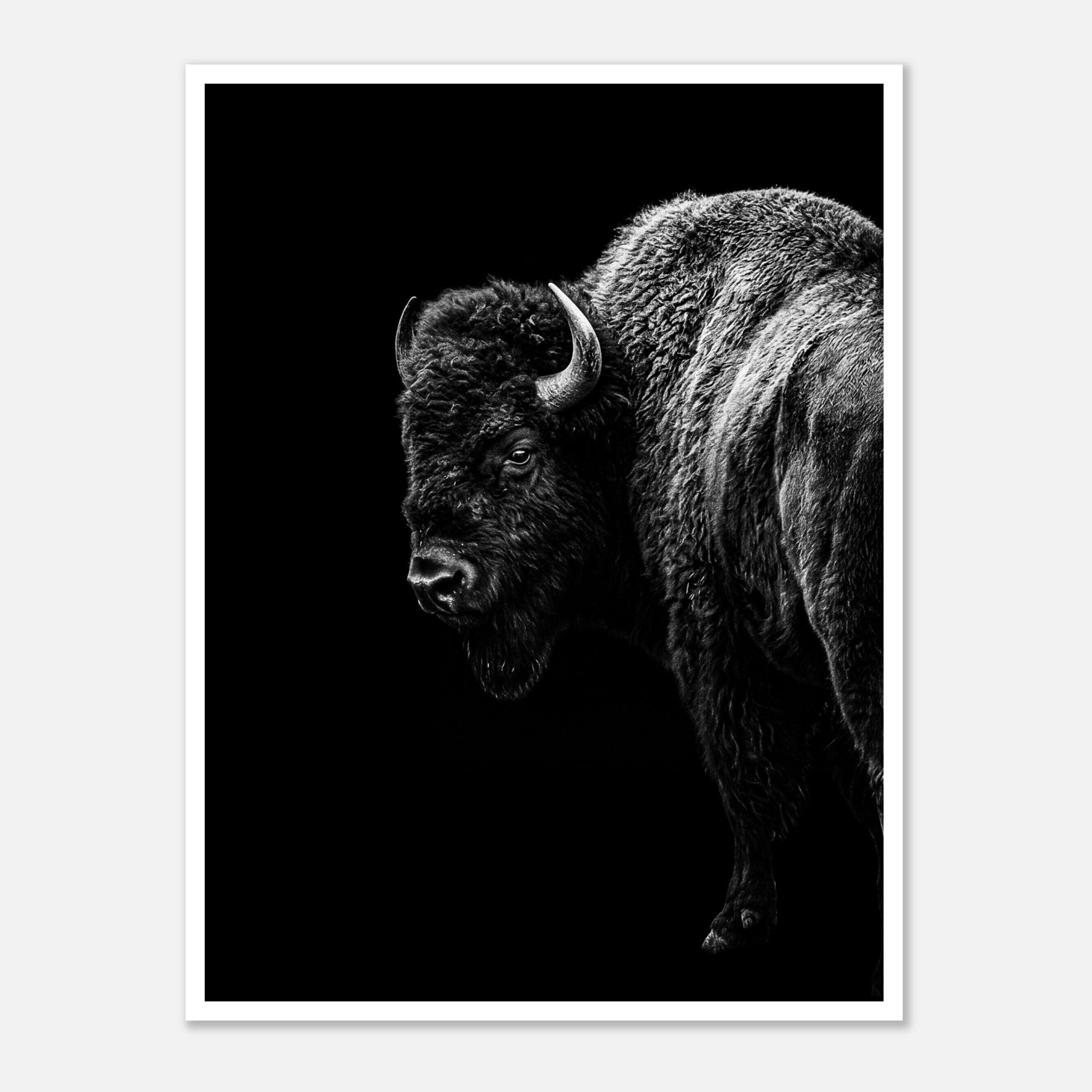 Black and white portrait of an American bison standing in profile against a dark background, western wildlife wall art poster.